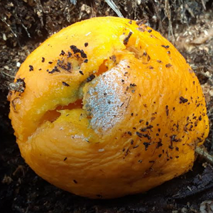 Rotting orange