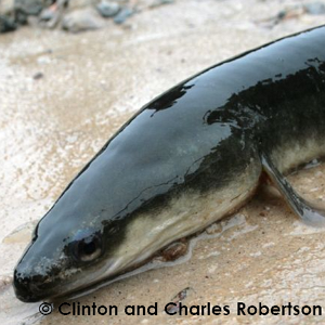 American eel