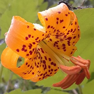 Columbia Lily